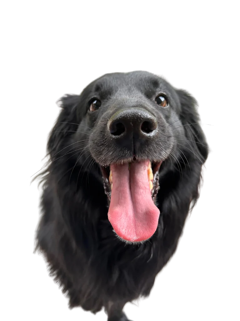 yard-clean-up-cost-calculator